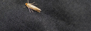 se débarrasser des mites