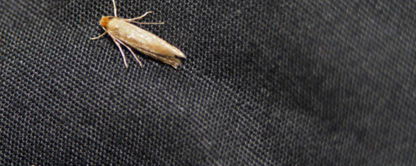 se débarrasser des mites